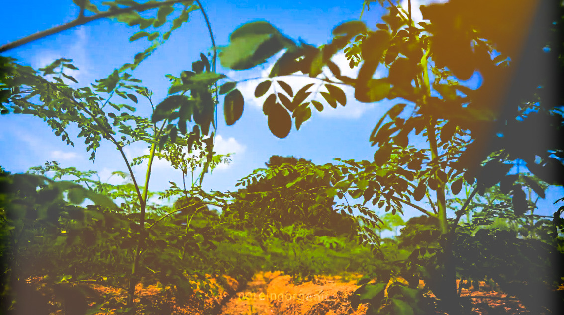 MoreIng Farms in the Summer