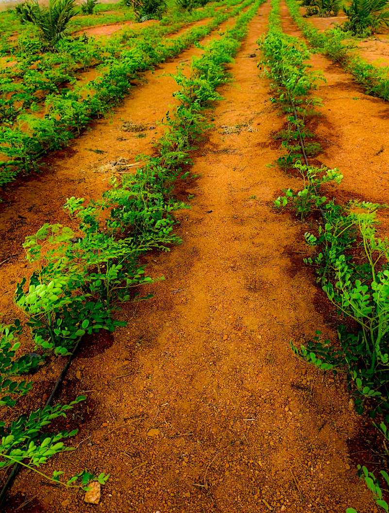 MoreIng Farms moringa rows