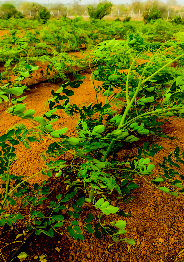 Moringa at MoreIng Farms