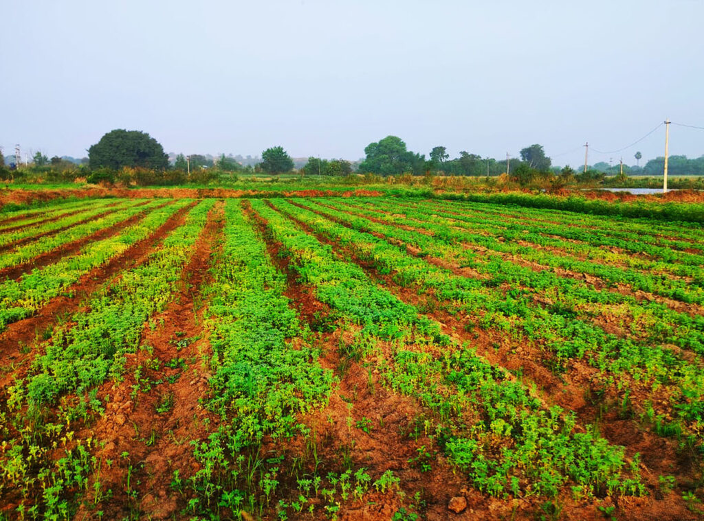 MoreIng Farms Moringa