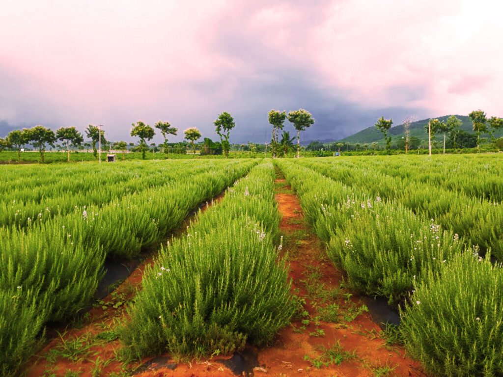 MoreIng Farms in the Evening